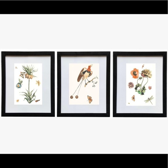 3 Framed Butterfly & Botanical Prints